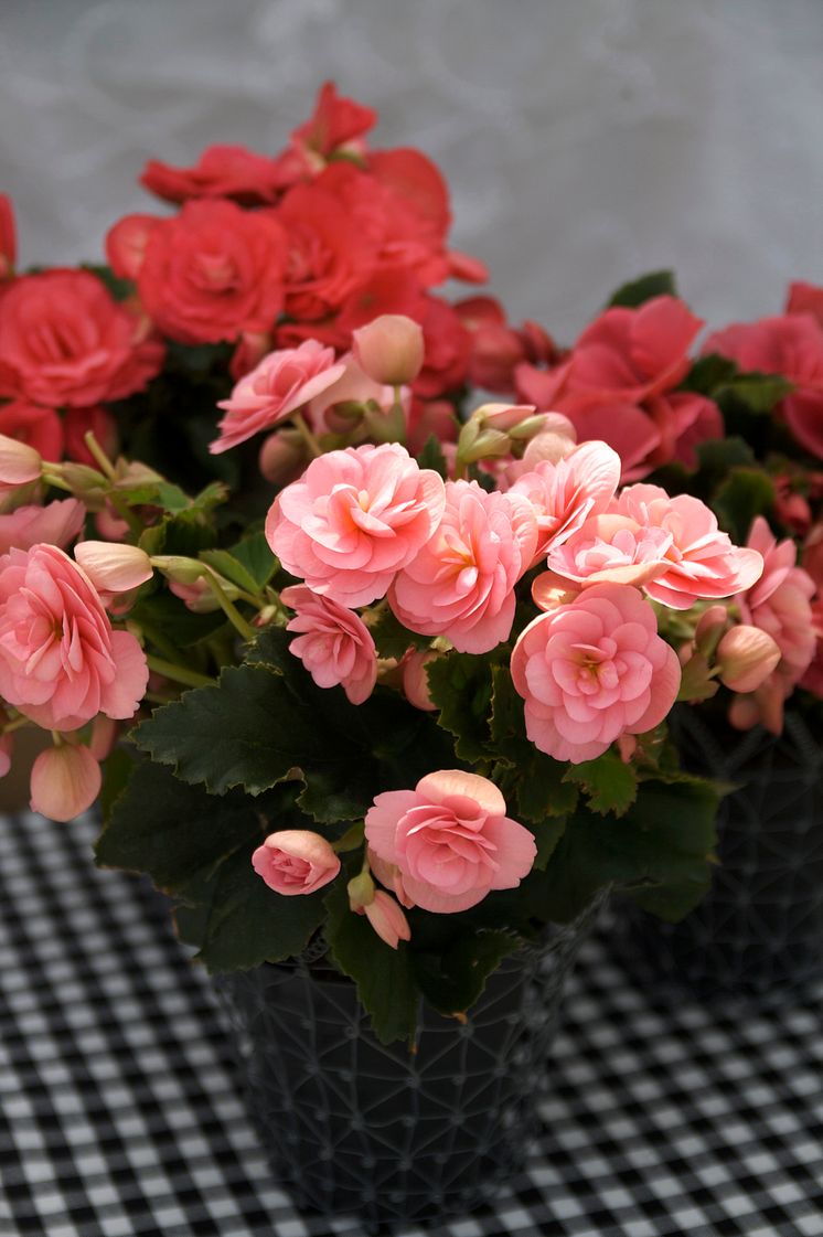 Begonia Big Flower  