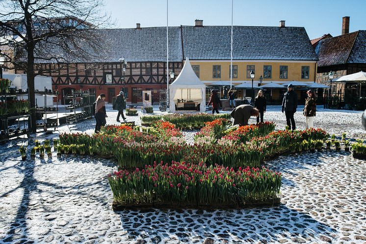 Gunnar Kaj skapar en kurbits av tulpaner