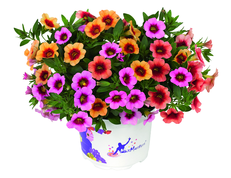 Småpetunia för bordsdekoration - Calibrachoa Conga MixMasters Orange Peach Pink 