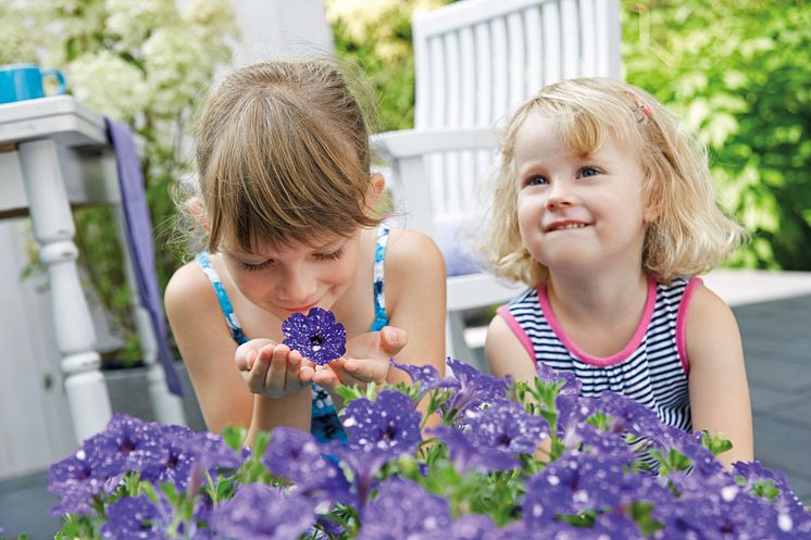 Barnens favorit: Petunia 'Night Sky'