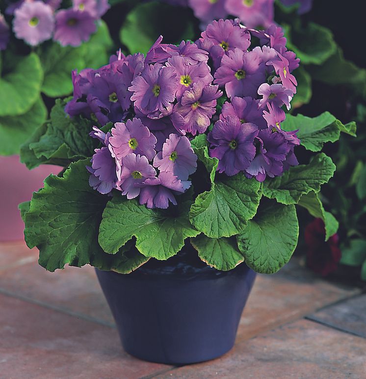 Primula obconica 'Embrace Deep Blue'