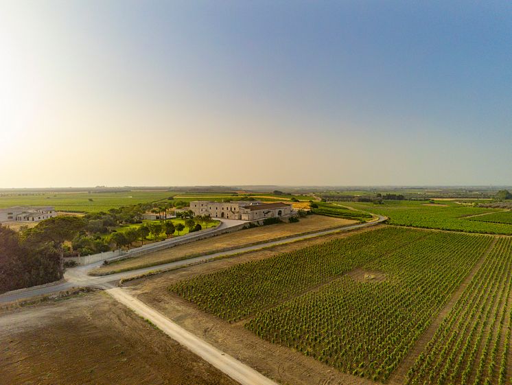 Foto vigneti.jpg