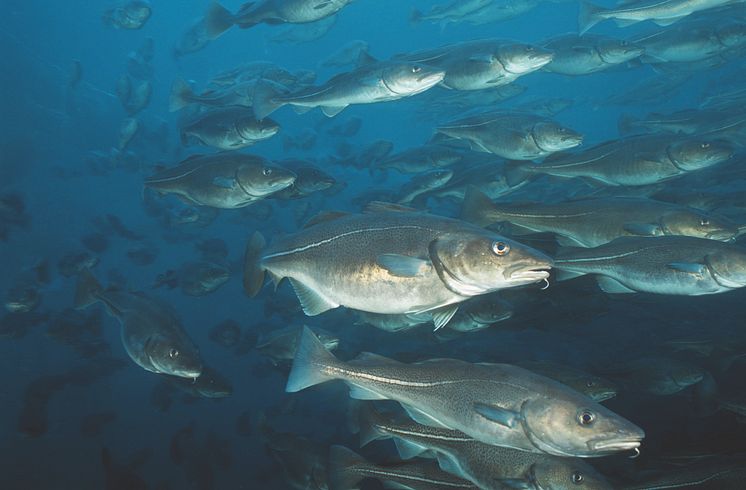 Skrei gehört zum größten Kabeljaubestand der Welt