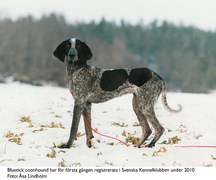 Ny hundras i Sverige 2010 - bluetick coonhound