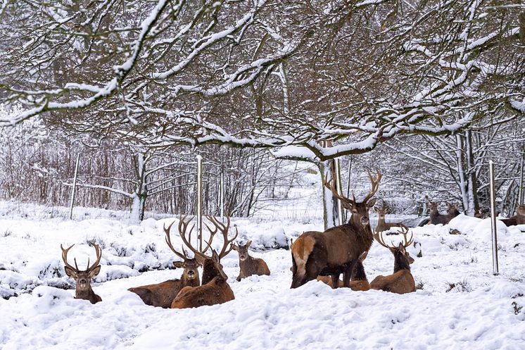 Kronhjortar i snön på Skånes Djurpark