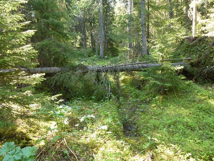 Blädad skog (hyggesfritt skogsbruk)