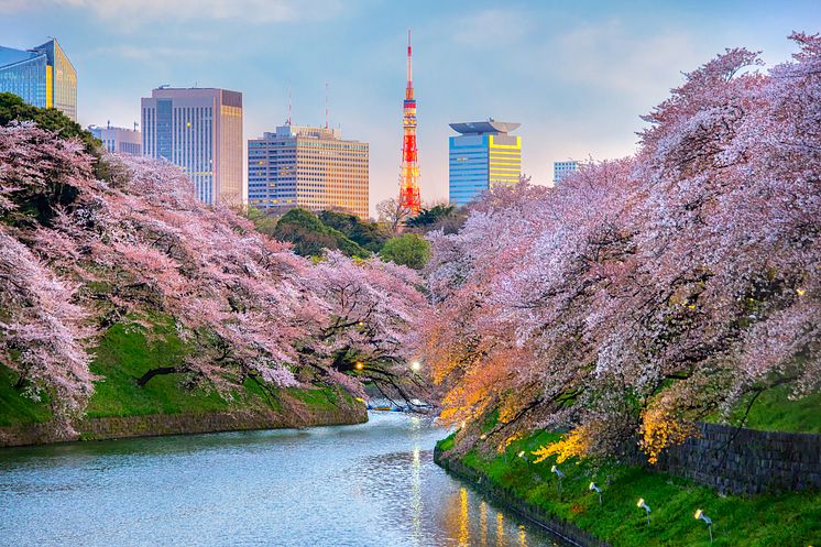 DEST_JAPAN_TOKYO_Chidorigafuchi-Park_THEME_CHERRY-BLOSSOMS_shutterstock_577077346_Universal_Within usage period_61215 (1)