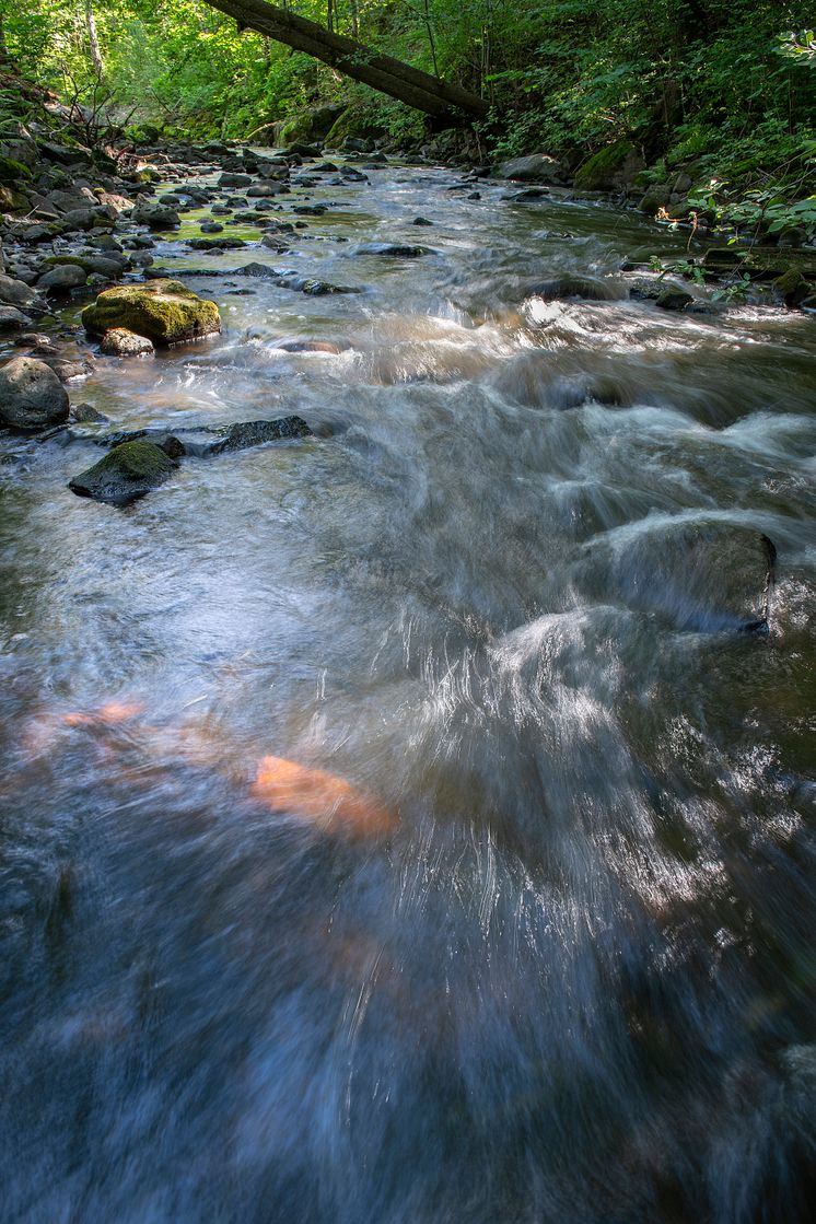 Bäverdalen._fotograf Fredrik Wilde