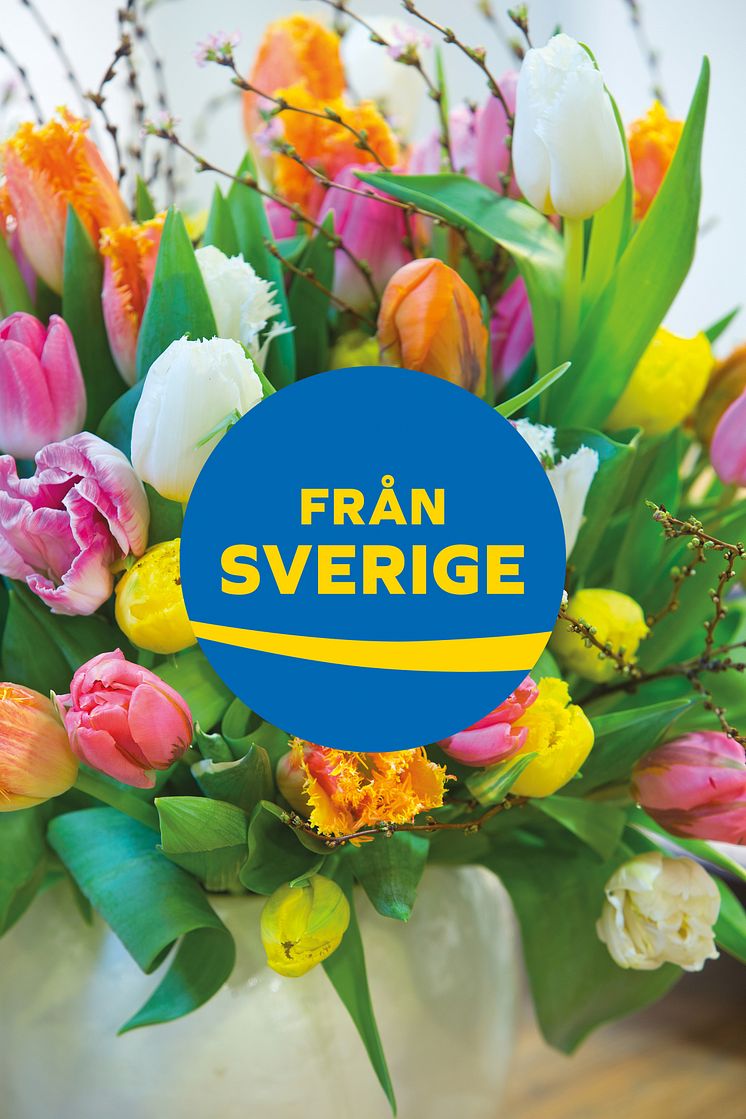 Bukett med svenska tulpaner för Tulpanens Dag, med märket Från Sverige