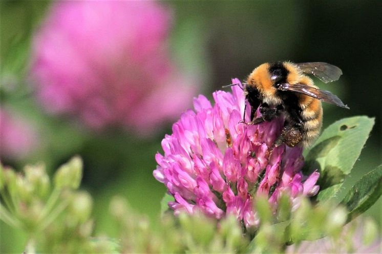 Klöverhumla_biologisk mångfald