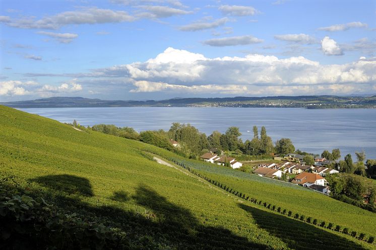 ST_3x2_Lake-Murten-vineyard_43086