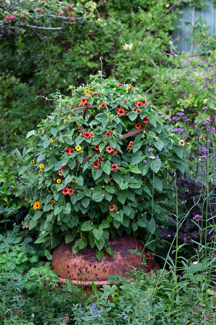 4Årets Sommarblomma 2023 Thunbergia alata Svartöga foto annikasnaturligating