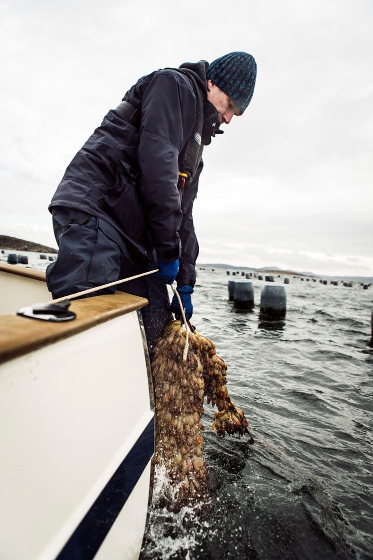 Odling av sjöpung, Lysekil