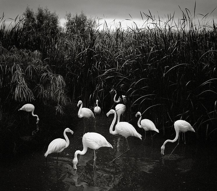 Pentti Sammallahti_Mt. Etjo, Namibia 2005