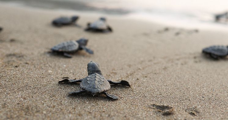 TUI Turtle Aid in Turkey