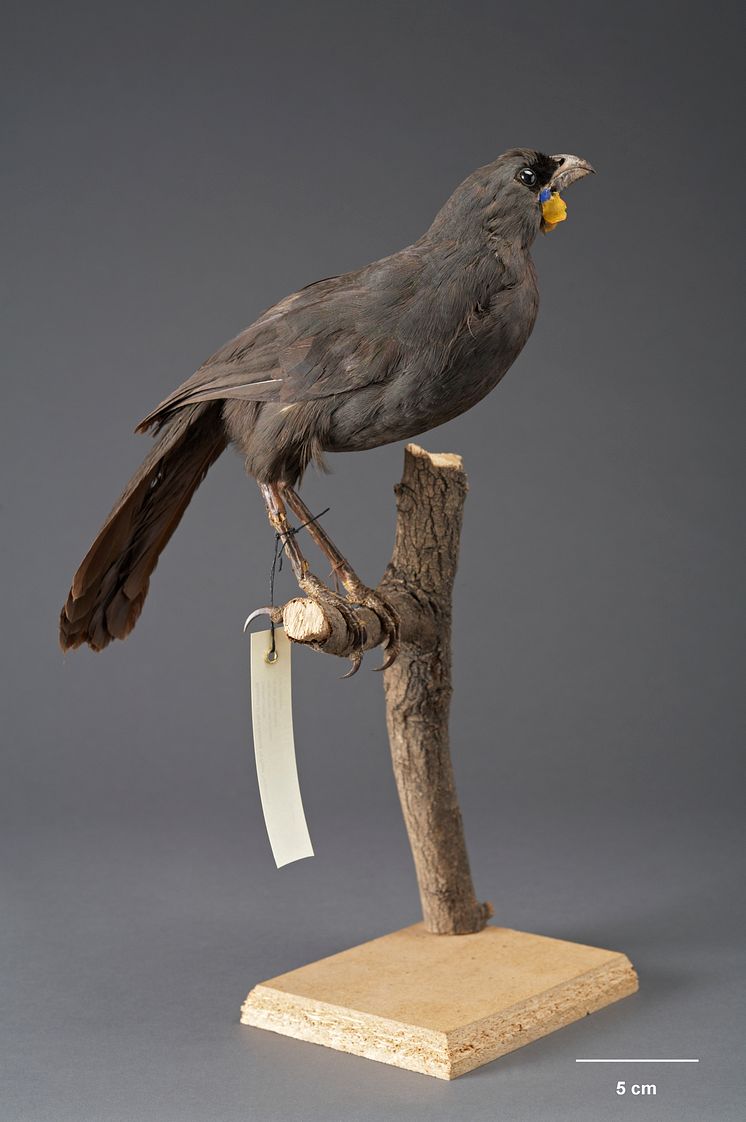 Kokako, utdöd fågel från Nya Zeeland