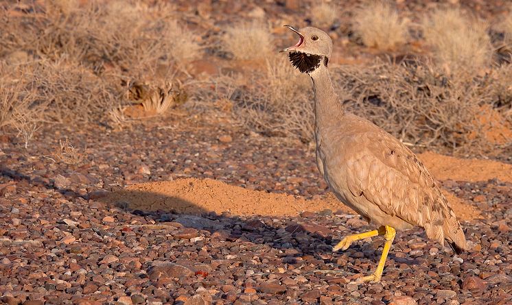 En brunbeige fågel går med sträckt hals och öppen näbb. Fågeln har samma färg som grus och torrt gräs i bakgrunden