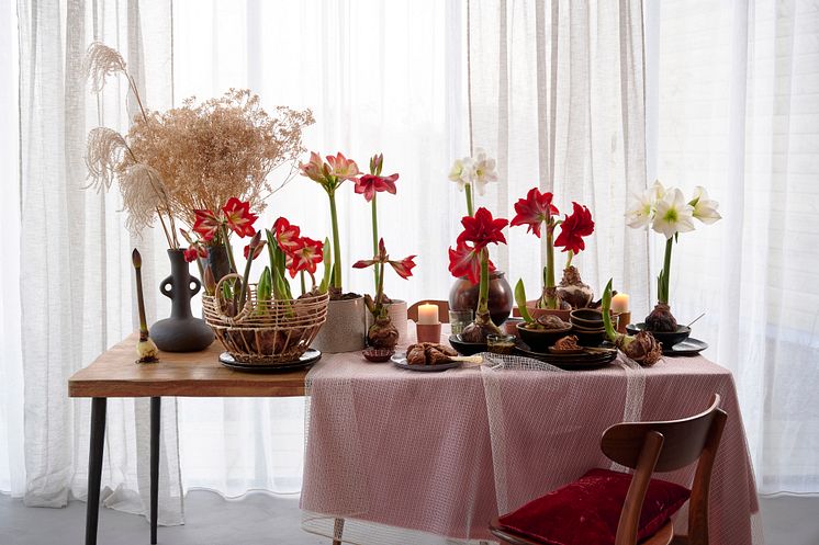 Amaryllis på dukat bord