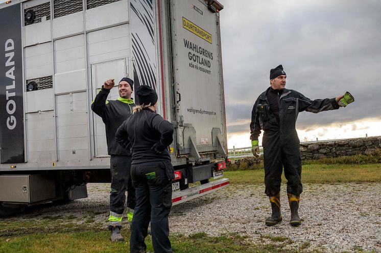 Erik Levander och Maria Eriksson på Bols Gård i Havdhem på södra Gotland deltar i Smak av Gotlands projekt Fossilfritt kött.