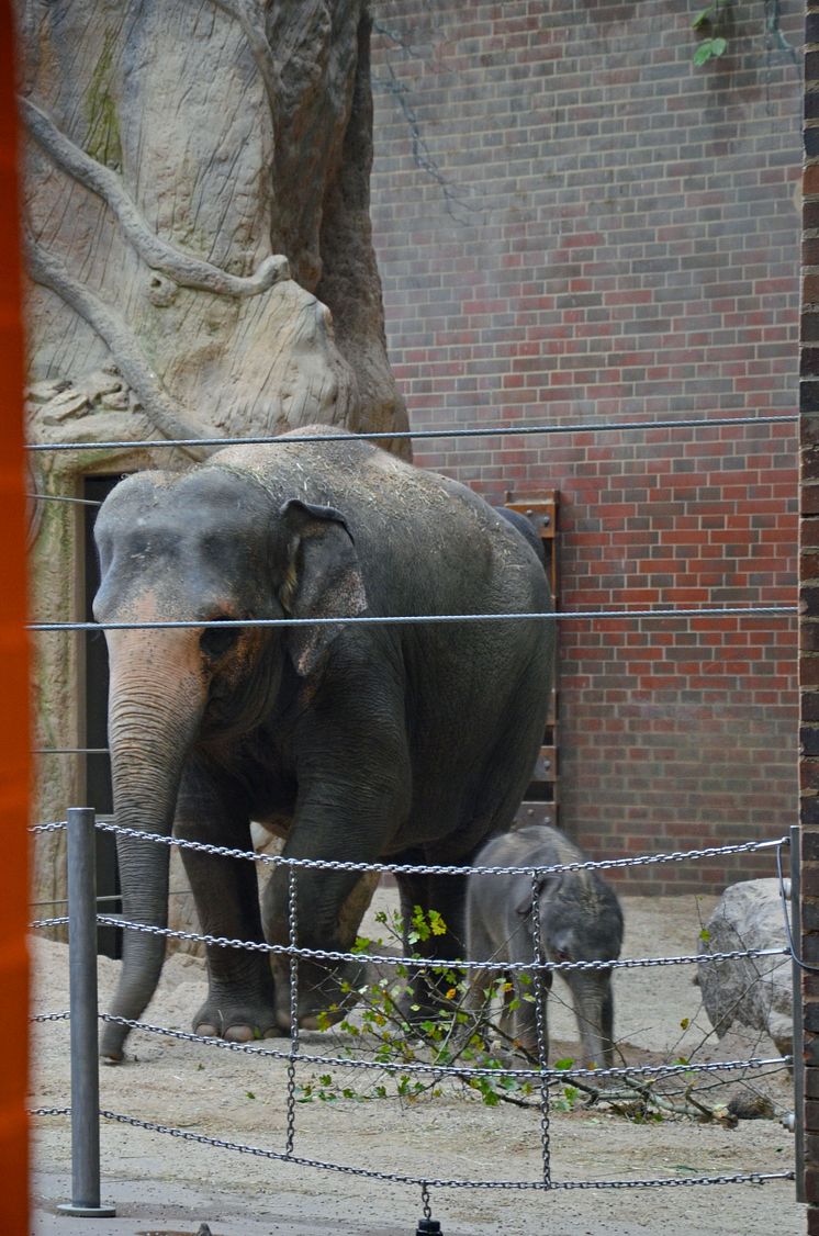 Zoo Leipzig - Elefantenkuh Pantha mit Kalb