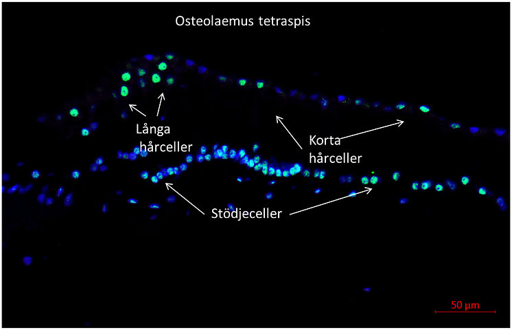 Regenerating hair cells (green) at crodile.