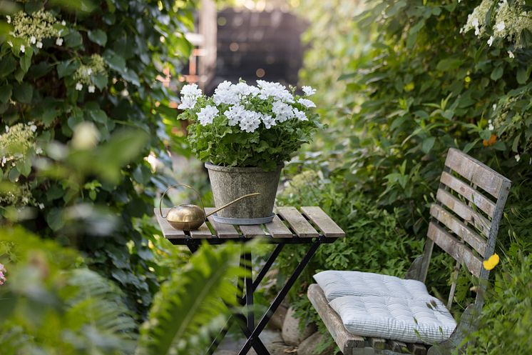 Pelargoner i trädgården