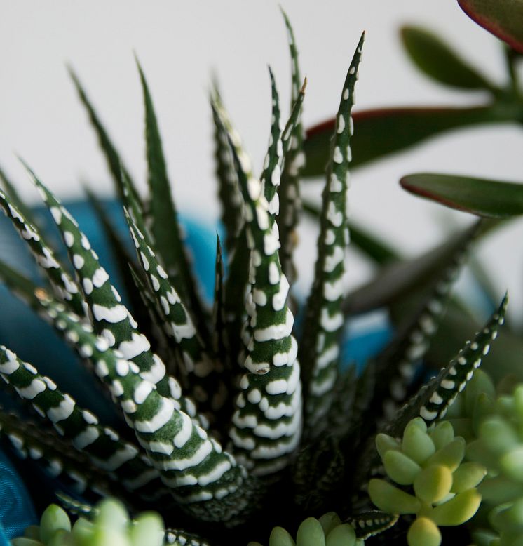 Haworthia fasciata