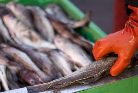 Svenska kvoten för torsk i Kattegatt redan slut - HaV stoppar årets fiske