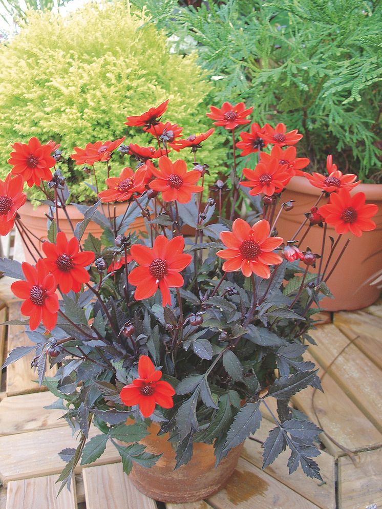 Orange dahlia 'Dark Angels'