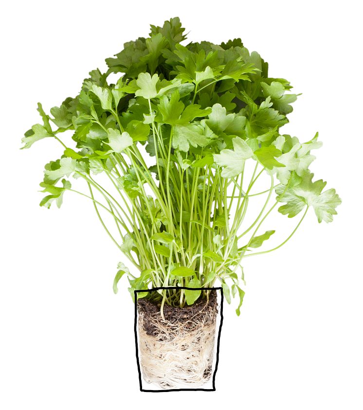 Persilja (Petroselinum crispum)