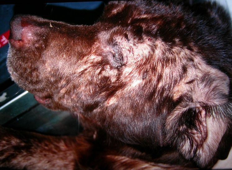 Labrador retriever with atopic dermatitis.