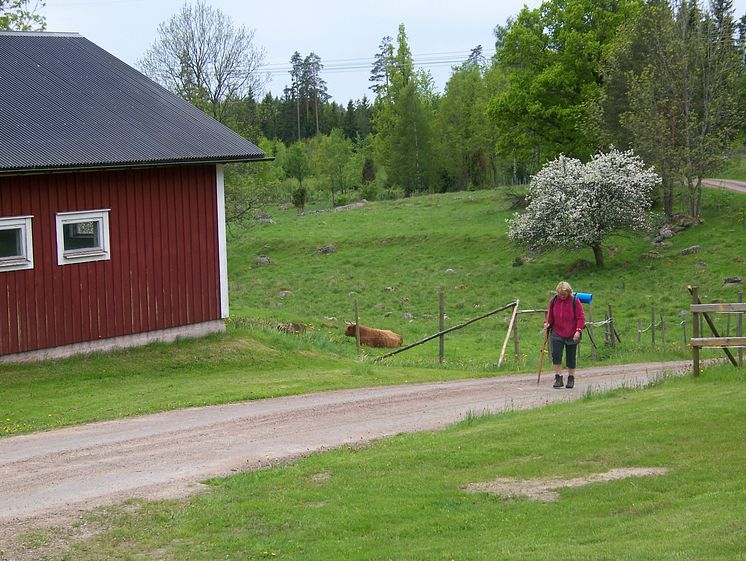 Pilgrimsvandring längs småländska byvägar