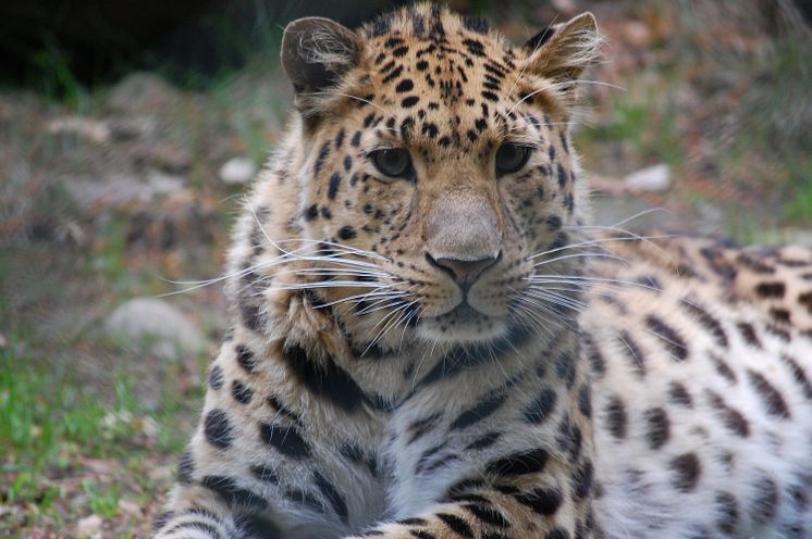 Amurleopard på Nordens Ark