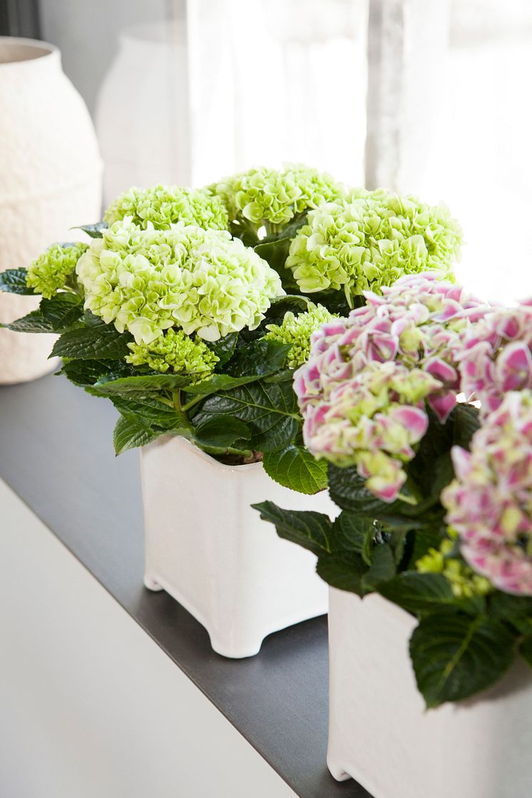 Hortensia - en effektiv luftfuktare med ljuvlig blomning