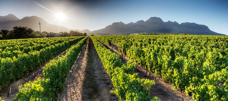 Rust en Vrede Estate