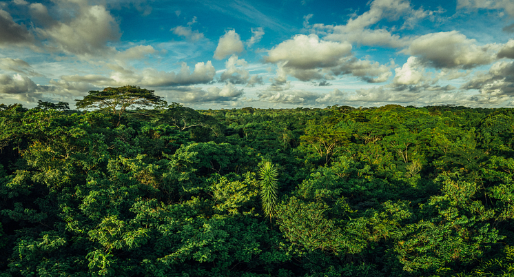 Forest Canopy -  Mai Ndombe, DRC