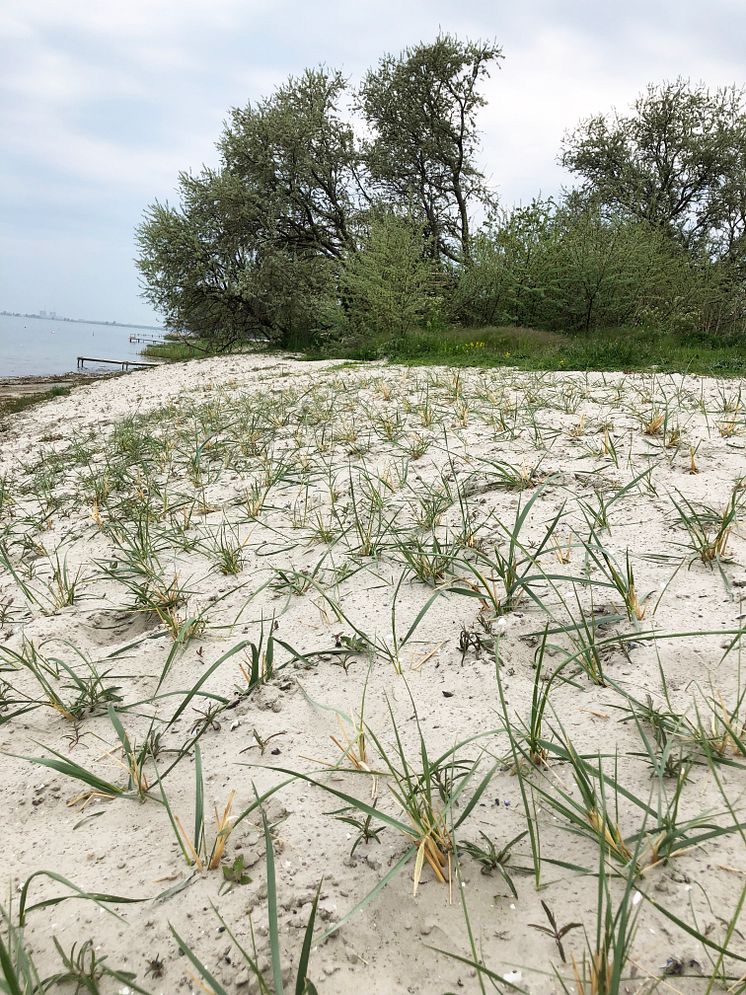 Strandväxter i Bjärred (3)