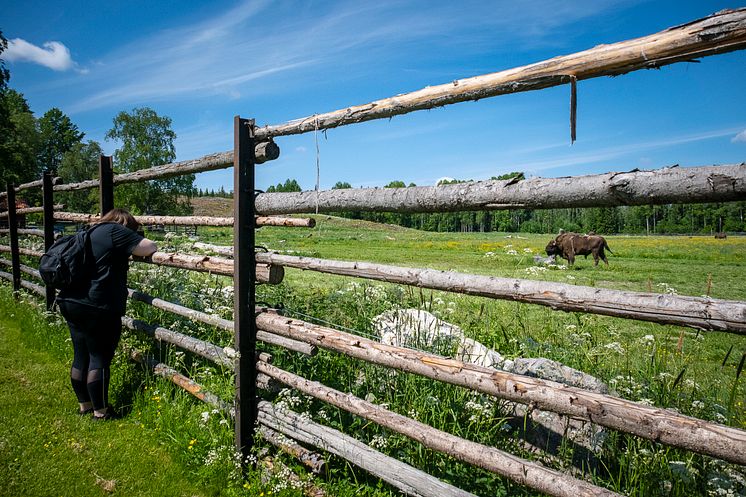 Bisons_Avesta_fotoAnnaHolm_VisitDalarna