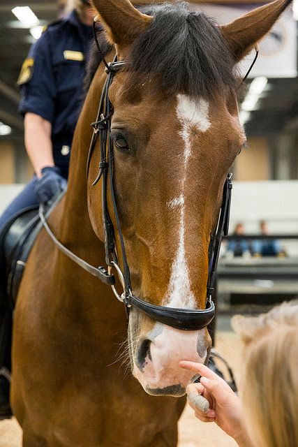 Polishäst på EuroHorse