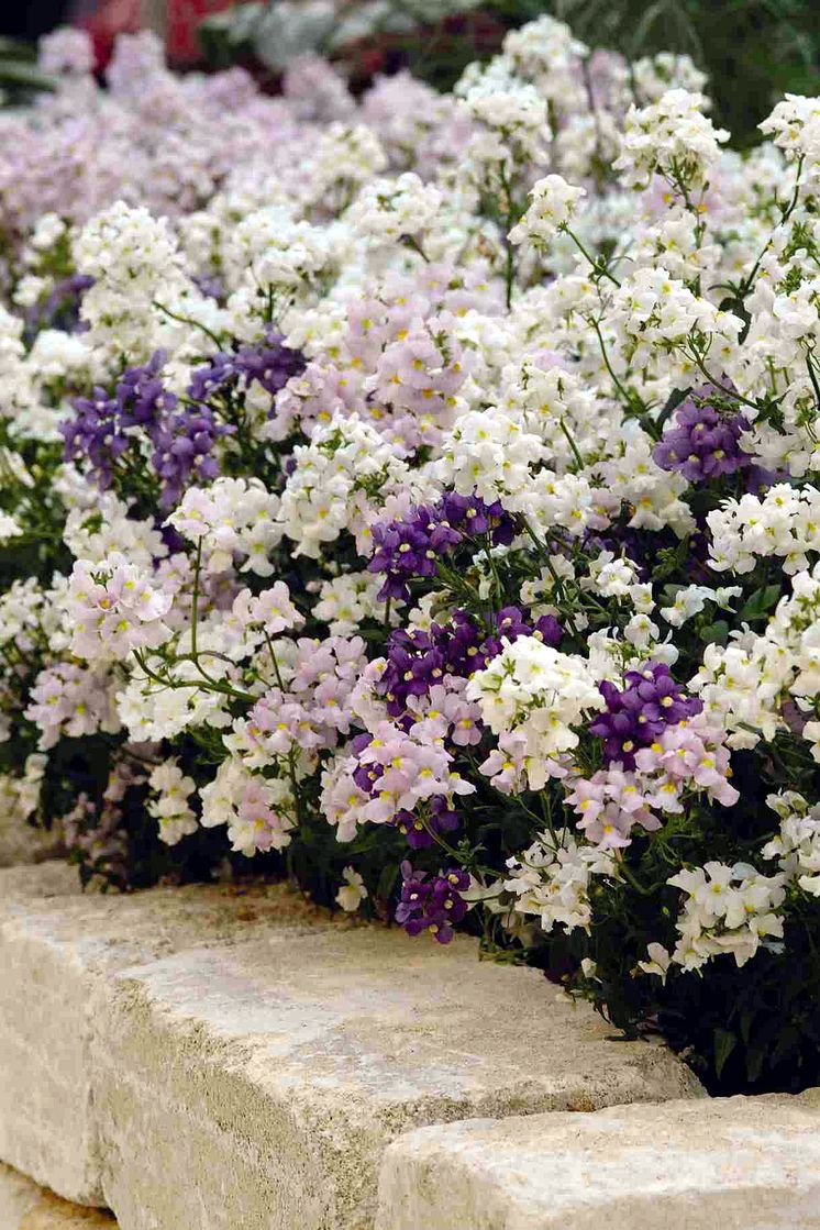 Nemesia