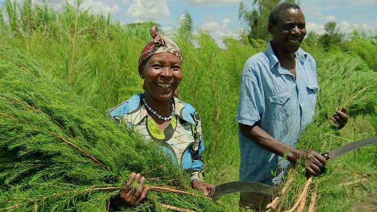 Vores Tea Tree serie indeholder 100% Økologisk Community Trade olie fra Mount Kenya