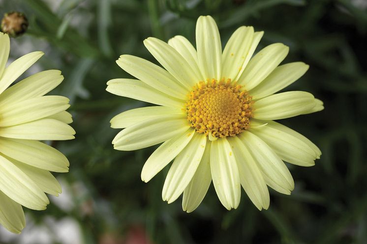 Molimba® Maggy Pastel Yellow