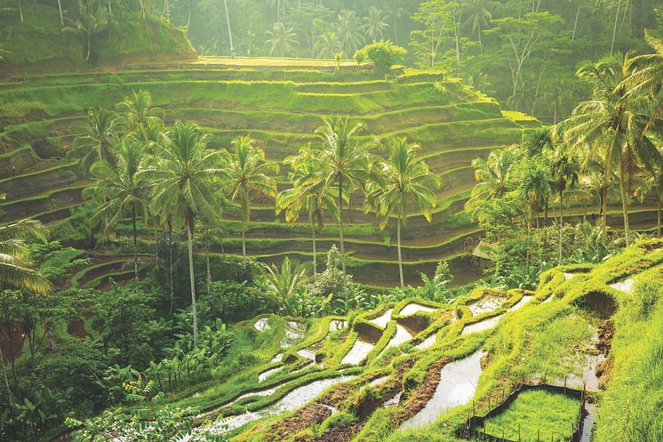 ubud-bali-rice-fields