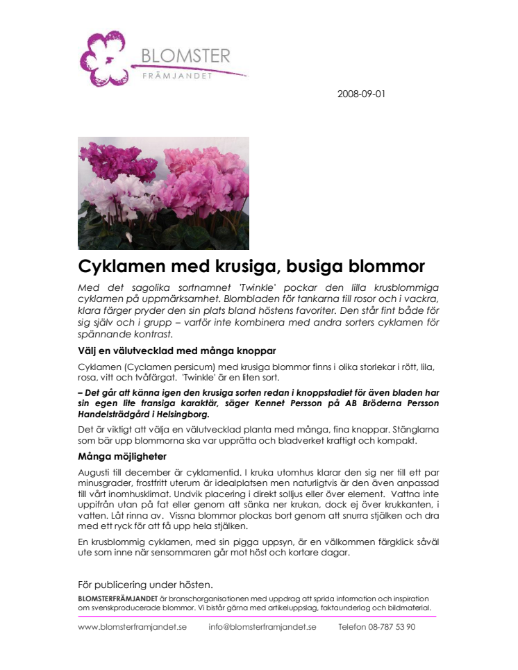 Cyklamen med krusiga, busiga blommor