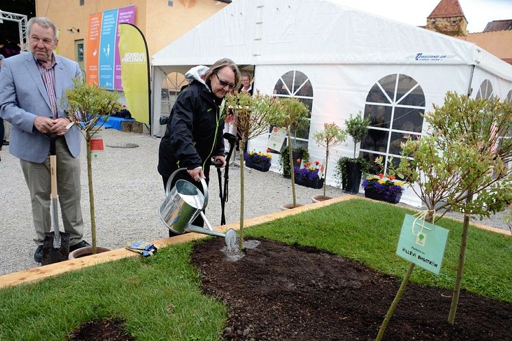 Marit Paulsen planterar träd i Almedalen