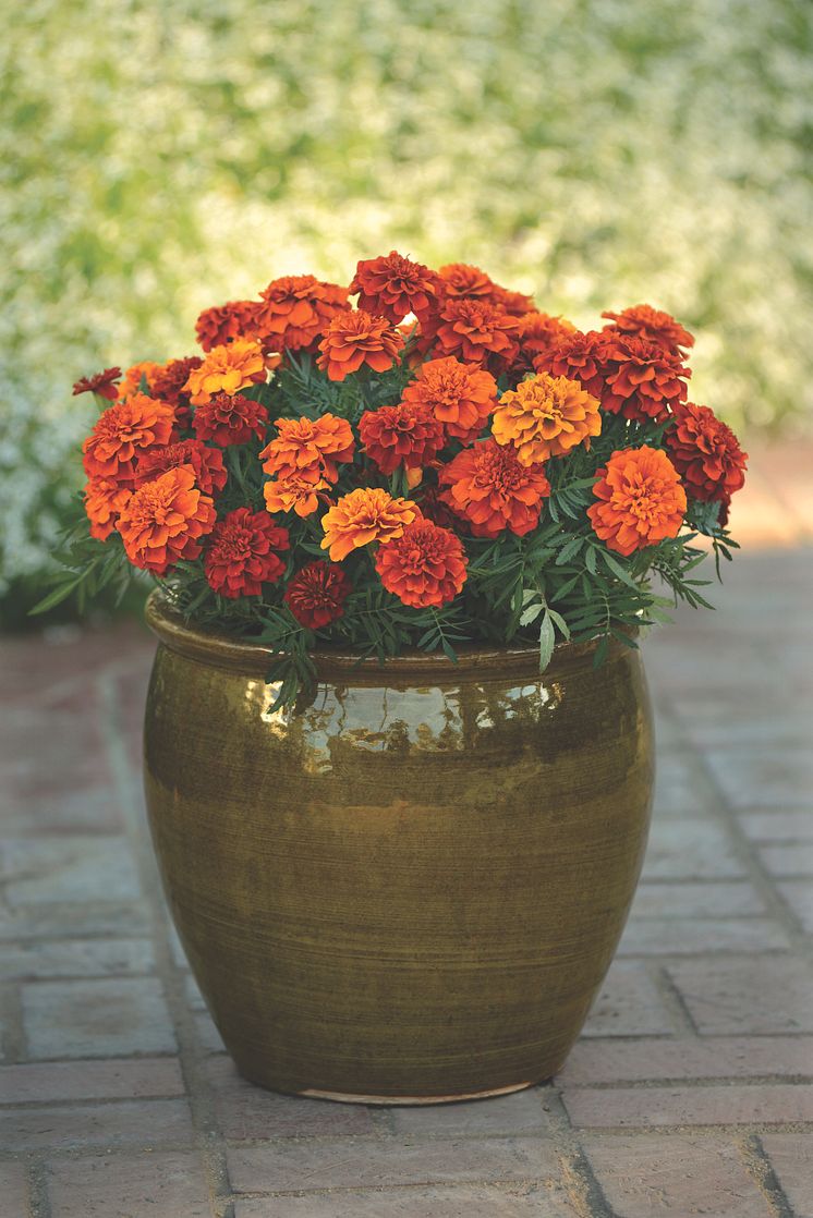 Tagetes-patula-nana-Bonanza-Fireball_32907_10