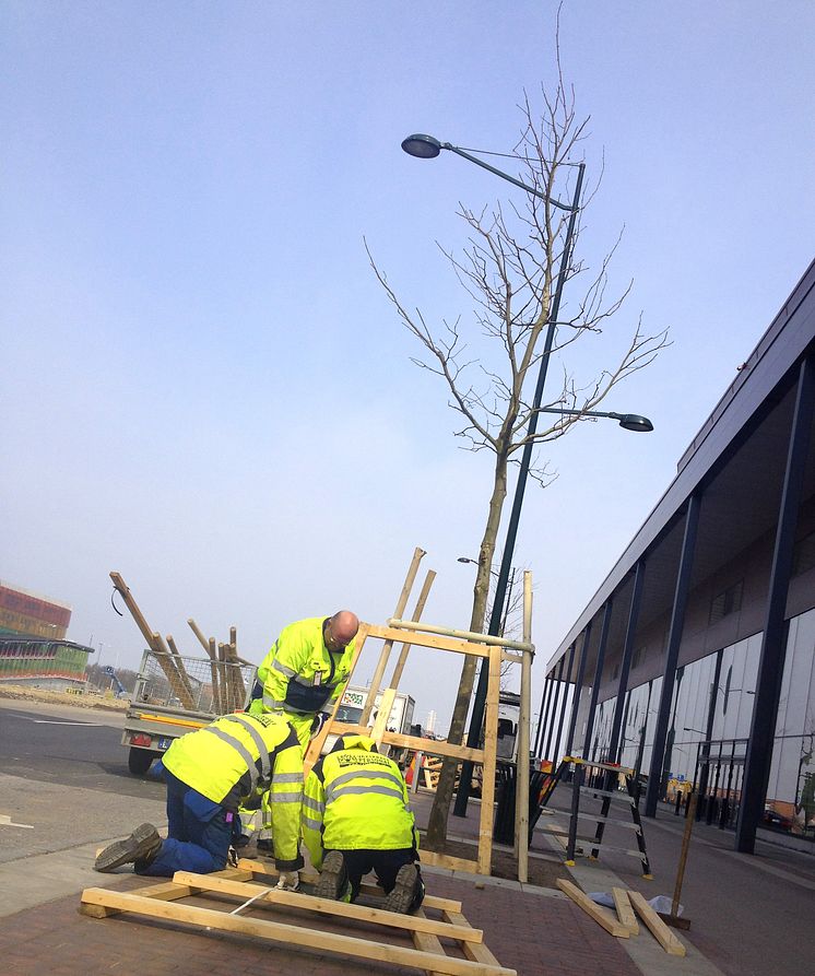 Trädplantering längs Hyllie boulevard