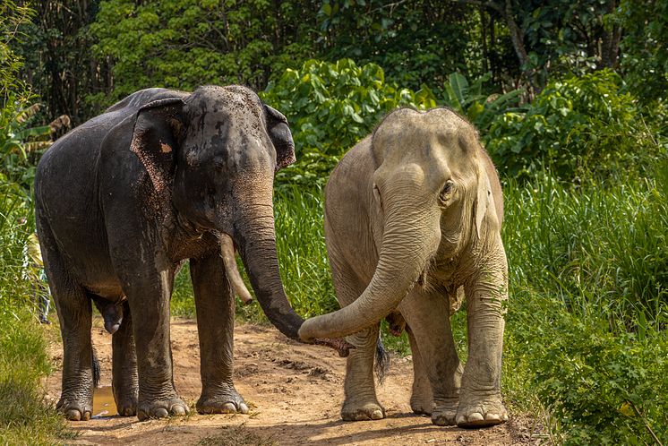 Elefanter i det djurvänliga reservatet Following Giants i Thailand. Foto Tom Svensson