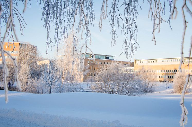 Vinter Campus Umeå universitet