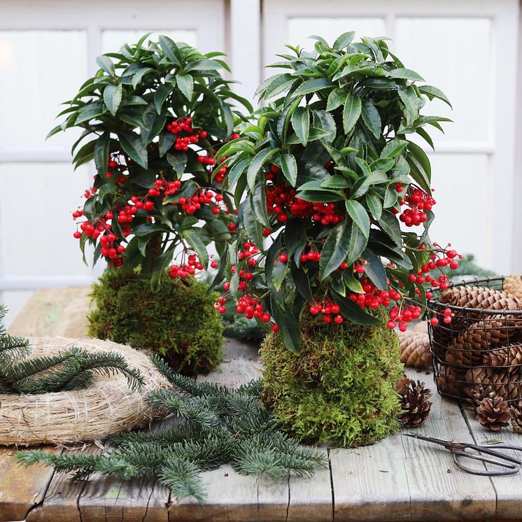 Ardisia rød